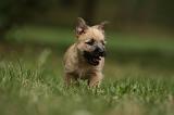 CAIRN TERRIER 420